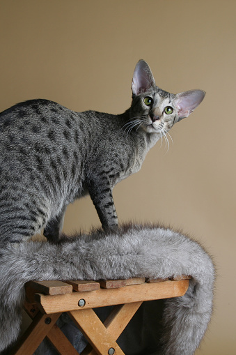 Kucing Oriental Putusputus Di Kursi Foto Stok - Unduh Gambar Sekarang