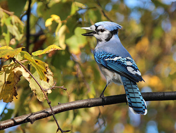 istock Blue Jay perched on branch in autumn 472121553