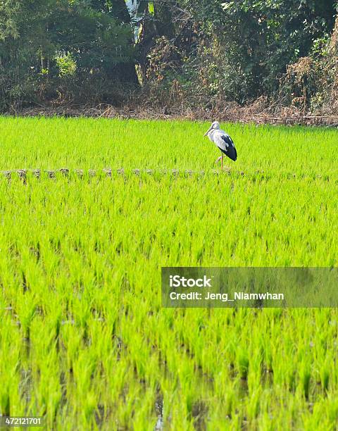 Paddy Evening Stock Photo - Download Image Now - Abundance, Agriculture, Asia