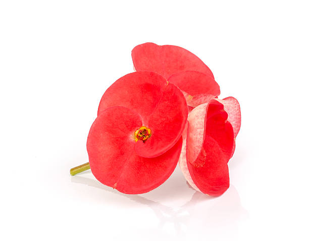 istock Pink crown of thorns flower. 472122146