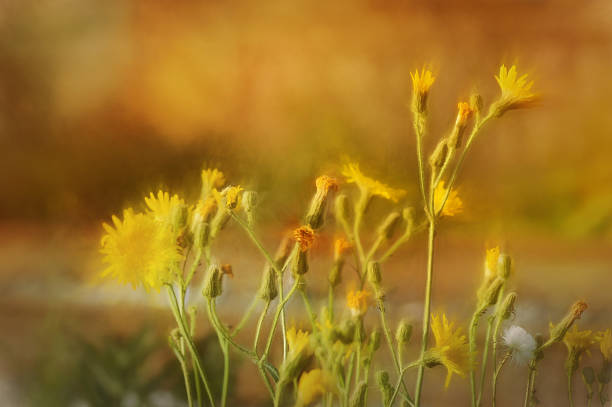 istock Digital art paint composition, Macro of yellow dandelion flower 472122430