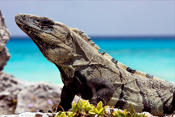 istock side of Varanus    mexico tulum 472122444