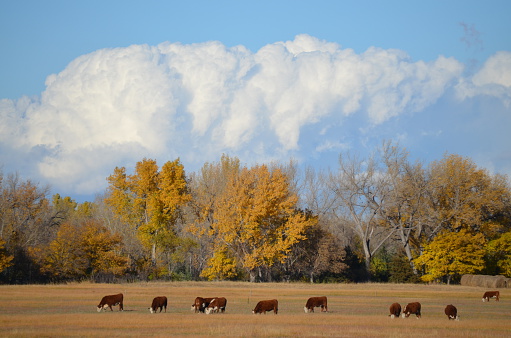 This picture of the grazing Hereford cattle was taken near Wauneta, NE