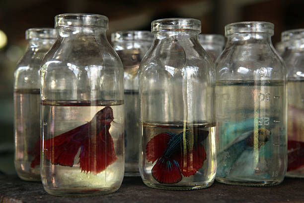 Orange goldfish swimming in a glass jar filled with water, isolated on white background. Symbol of captivity, pets, aquarium fish and unusual container.