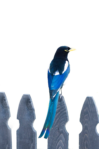 California Yellow-billed Magpie, isolated on white, sitting on fence post, in California's Santa Ynez Valley in Santa Barbara County. 