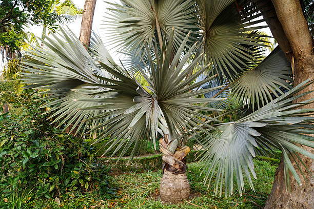 Exoctic palm tree - foto de stock
