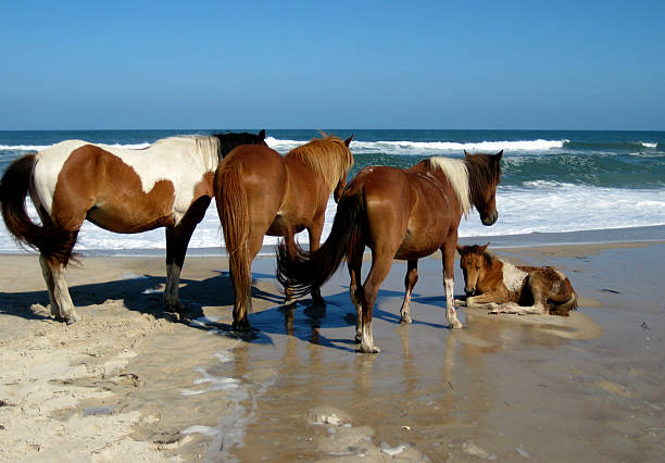 cavalos selvagens - horse animals in the wild water beach imagens e fotografias de stock