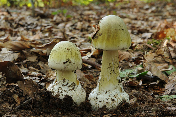 Amanita phalloides Amanita phalloides, commonly known as the death cap amanita phalloides stock pictures, royalty-free photos & images