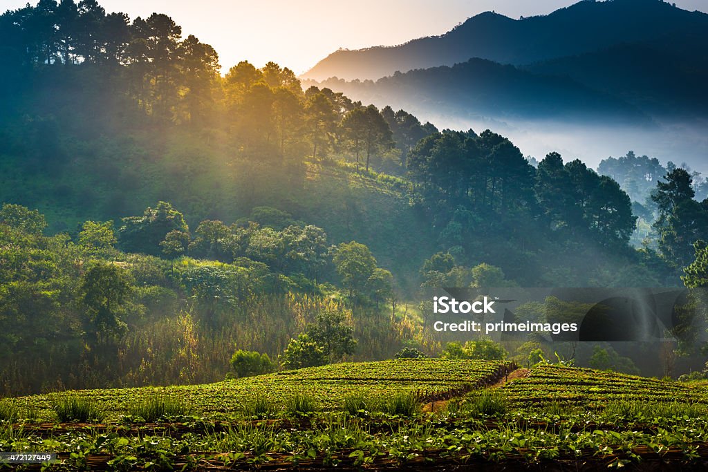 Красивые misty morning sunshine на горы. - Стоковые фото Закат солнца роялти-фри