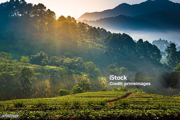 Красивые Misty Morning Sunshine На Горы — стоковые фотографии и другие картинки Закат солнца - Закат солнца, Природа, Фоновые изображения