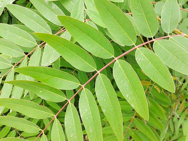 istock Senna siamea leaves 472127684