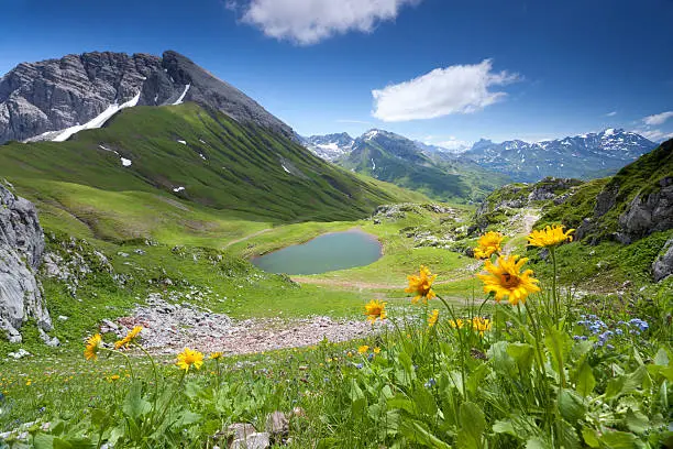 monzabonsee in vorarlberg near the village lech, blooming mountain flowers