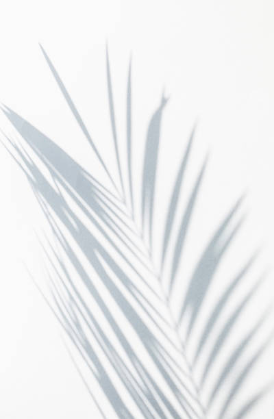 istock shadow of palm leaves 472129910