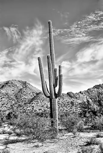 Cereus giganteus Saguaro cactus Arizona desert in summer