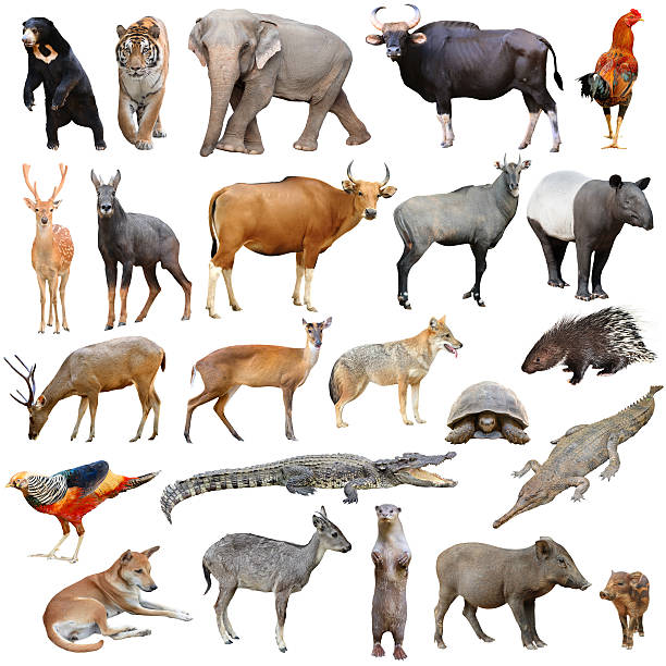 hewan asia terisolasi - sapi bali sapi potret stok, foto, & gambar bebas royalti