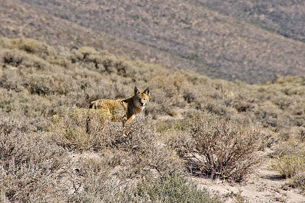 койот canis latrans - coyote desert outdoors day стоковые фото и изображения