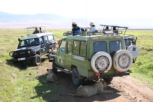 Ngorongoro, Tanzania - November 21, 2004: Lions rest in the shadow of a Safari Vehicle, Ngorongoro Crater, Savannah, Tanzania. Tourists have to wait and cannot move.