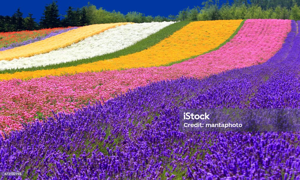 Lavender Field Lavender Field in Japan Hokkaido Stock Photo