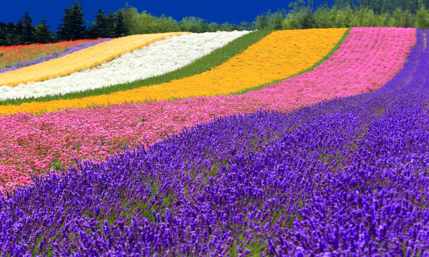 Lavender Field Lavender Field in Japan furano basin stock pictures, royalty-free photos & images
