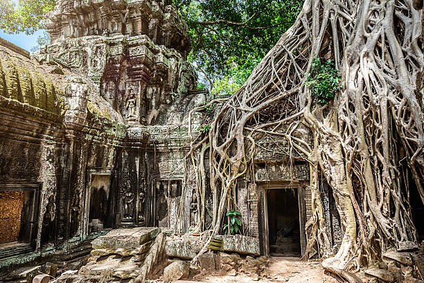 ruiny świątyni angkor, kambodża w dżungli - wat angkor thom zdjęcia i obrazy z banku zdjęć