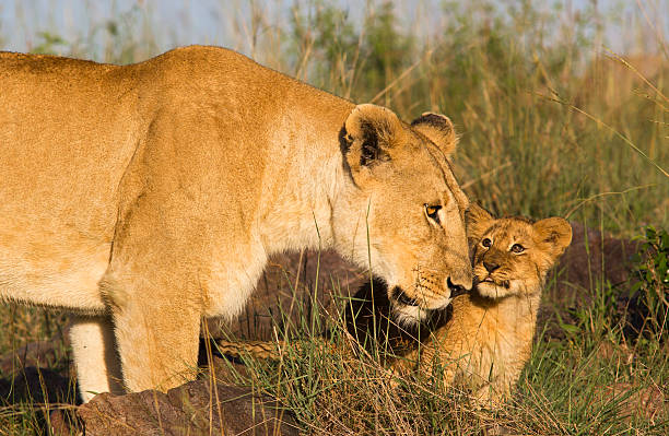 istock A picture of a lioness and cub 472134679
