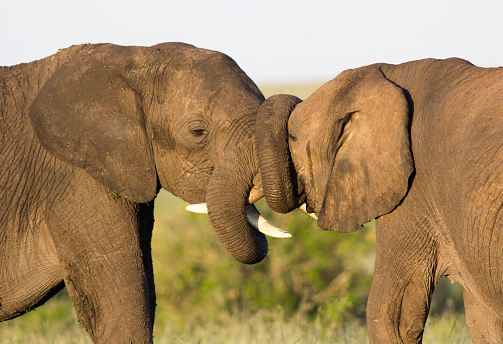 Two adult elephants bonding with trunks intertwined - Masai Mara, Kenya