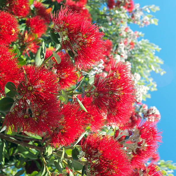 istock New Zealand Pohutukawa 472137499