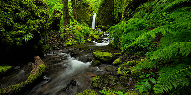 istock Waterfall, Creek and Ferns 472138269