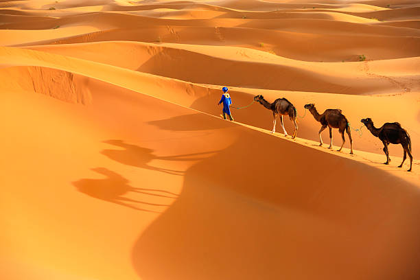 Young  Tuareg with camel on Western Sahara Desert in Africa Tuareg with camels on the western part of The Sahara Desert in Morocco. The Sahara Desert is the world's largest hot desert. camel train photos stock pictures, royalty-free photos & images