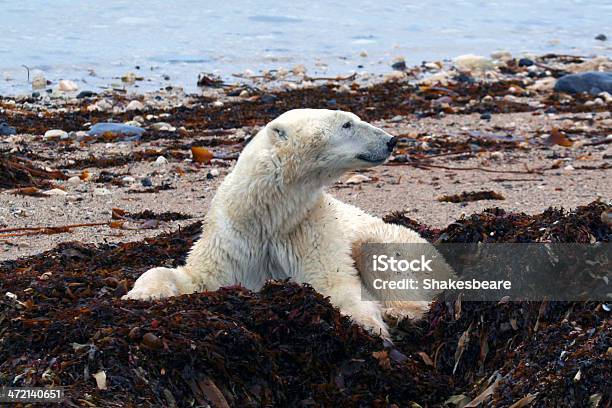 Polar Bear Sitting In Tundra Stock Photo - Download Image Now - Polar Bear, Climate Change, Famine