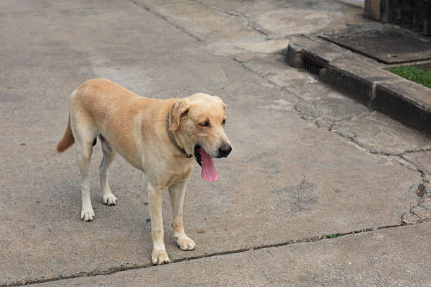 istock Labrador Retriever standing and yawning 472141682