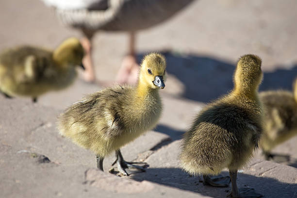 istock little yellow goslings 472141774