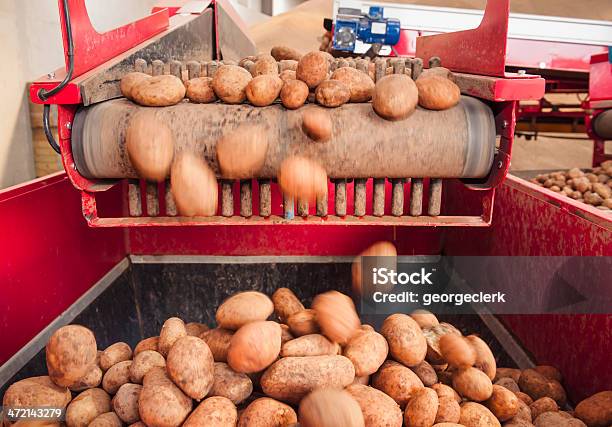 Elaborazione Di Patate - Fotografie stock e altre immagini di Ricette di patate - Ricette di patate, Fabbrica di produzione alimentare, Patata cruda