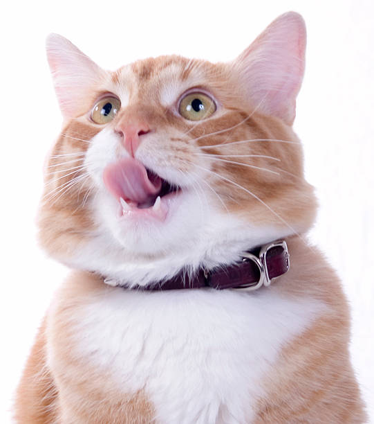 istock Orange and white cat with tongue sticking out 472143829