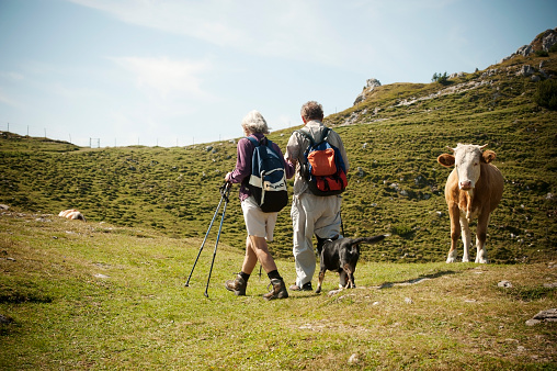 Velika Planina, Slovenia - September 11, 2011; The elderly couple with rucksack and walking sticks encounter the cow on the highland pasture, Velika Planina, Slovenia. 