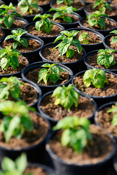 istock Hot Pepper Saplings in Pots 472144180
