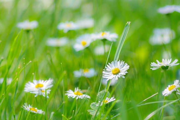 istock little white daisy flowers in the grass 472144456