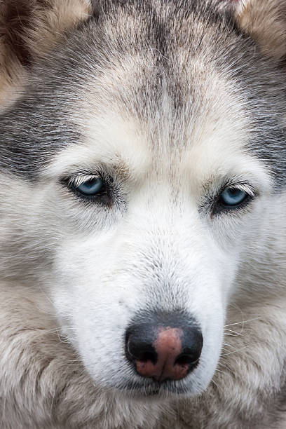 istock Portrait of Siberian Husky 472144692