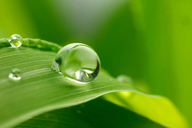 foglia con gocce di pioggia - drop water raindrop dew foto e immagini stock