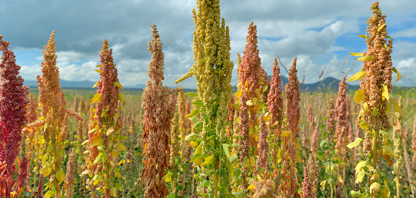 Amaranth grain plants in full blossom, Andes, Peru. 