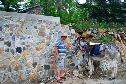  TROODOS,CYPRUS -JUNE 5,2011: A man and a donkey, before riding in the mountain Troodos in Cyprus on June 5,2011