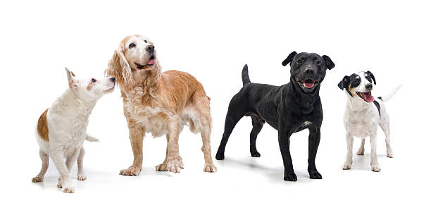 istock Four furry friends together 472145697