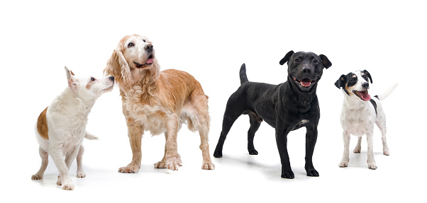 Four dogs of various breeds on a white background