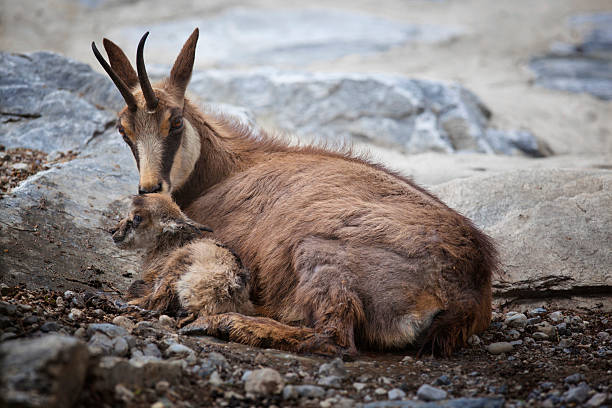 istock First kiss for newborn chamois (Rupicapra Carpatica) 472145921