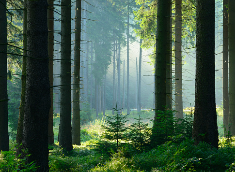 Sunlit Natural Spruce Tree Forest, Never Touched by Man