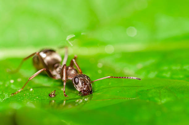 istock Ant drinking water on a leaf. Shallow depth of field 472147420