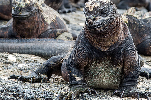 istock Land iguana on the Galapagos Islands, Ecuador 472147609