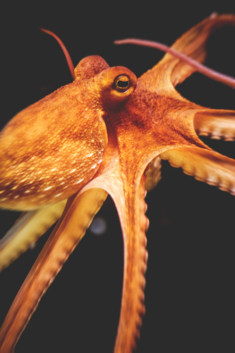 Close up view of an octopus in a fish tank