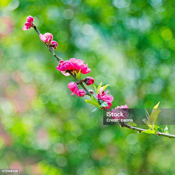 Pink Plum Blossoms Stock Photo - Download Image Now - 2015, Asia, Backgrounds