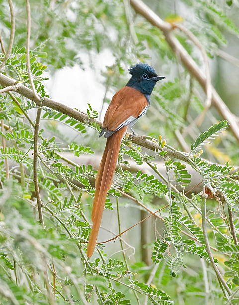 paradise flycatcher a paradise flycatcher rests in a tree eutrichomyias rowleyi stock pictures, royalty-free photos & images